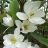 Magnolia Fairy White - Michelia Hybride 2 Magnolia Fairy White - Michelia Hybride -Promesse Fleurs Boutique Magnolia Fairy White Michelia hybride blanc 79053 1