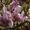 Magnolia George Henry Kern -Promesse Fleurs Boutique Magnolia George Henry Kern 84150 1