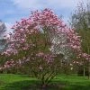 Magnolia Star Wars - Magnolia Campbellii (x) Liliiflora 1 Magnolia Star Wars - Magnolia Campbellii (x) Liliiflora -Promesse Fleurs Boutique Magnolia Star Wars 82210 1