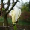 Magnolia Yellow Lantern 1 Magnolia Yellow Lantern -Promesse Fleurs Boutique Magnolia Yellow Lantern copyright 18302 1