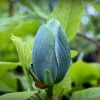 Magnolia Acuminata Blue Baby -Promesse Fleurs Boutique Magnolia acuminata Blue Baby IF 17923 1