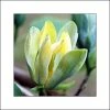 Magnolia Acuminata Blue Opal -Promesse Fleurs Boutique Magnolia acuminata Blue Opal 84152 1