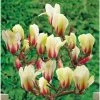 Magnolia Denudata Sunrise -Promesse Fleurs Boutique Magnolia con Sunrise 16339 1