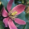 Magnolia Figo Stellar Ruby 2 Magnolia Figo Stellar Ruby -Promesse Fleurs Boutique Magnolia figo Stellar Ruby IF 19038 1