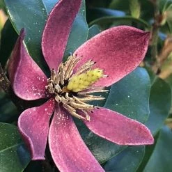 Magnolia Figo Stellar Ruby