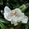 Magnolia Grandiflora Purpan -Promesse Fleurs Boutique Magnolia grandiflora Purpan 87396 1
