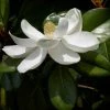Magnolia Grandiflora Treyve -Promesse Fleurs Boutique Magnolia grandiflora Treyve 88577 1