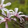 Magnolia Loebneri Merrill 1 Magnolia Loebneri Merrill -Promesse Fleurs Boutique Magnolia loebneri Merrill 84167 1