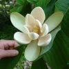 Magnolia Officinalis Biloba - Magnolia Officinal -Promesse Fleurs Boutique Magnolia officinalis biloba 87142 1