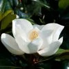 Magnolia Persistant D.d. Blanchard - Magnolias Grandiflora 1 Magnolia Persistant D.d. Blanchard - Magnolias Grandiflora -Promesse Fleurs Boutique Magnolia persistant Dd blanchard 85742 1
