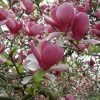 Magnolia Soulangeana Rustica Rubra -Promesse Fleurs Boutique Magnolia soulangeana Rustica Rubra 781629 1