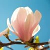 Magnolia Sprengeri Pink Beauty 2 Magnolia Sprengeri Pink Beauty -Promesse Fleurs Boutique Magnolia sprengeri Pink Beauty 84168 1