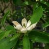 Magnolia Virginiana Glauca - Magnolia De Virginie 1 Magnolia Virginiana Glauca - Magnolia De Virginie -Promesse Fleurs Boutique Magnolia virginiana Glauca 84172 1