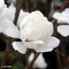 Magnolia Loebneri Wildcat