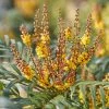 Mahonia Volcano -Promesse Fleurs Boutique Mahonia Volcano copyright 16583 1