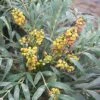 Mahonia Confusa Nara Hiri - Mahonia Hybride 1 Mahonia Confusa Nara Hiri - Mahonia Hybride -Promesse Fleurs Boutique Mahonia confusa Nara Hiri 782017 1 1