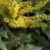 Mahonia (x) Wagneri Fireflame -Promesse Fleurs Boutique Mahonia x wagneri Fireflame copyright 17030 1 1