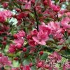 Pommier D'ornement - Malus Liset 2 Pommier D'ornement - Malus Liset -Promesse Fleurs Boutique Malus Liset 100153 1