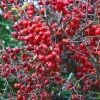 Pommier D'ornement - Malus Red Sentinel -Promesse Fleurs Boutique Malus Red Sentinel LD PhillpiC 80092 1