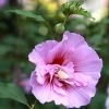 Hibiscus Syriacus Purple Pillar - Althéa 2 Hibiscus Syriacus Purple Pillar - Althéa -Promesse Fleurs Boutique Mauve en arbre Hibiscus syriacus Purple Pillar copyright 1002541 1