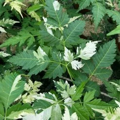 Melia Azedarach Jade Snowflake - Margousier Panaché