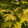 Metasequoia Glyptostroboides Gold Rush -Promesse Fleurs Boutique Metasequoia glyptostroboides Gold Rush 84179 1