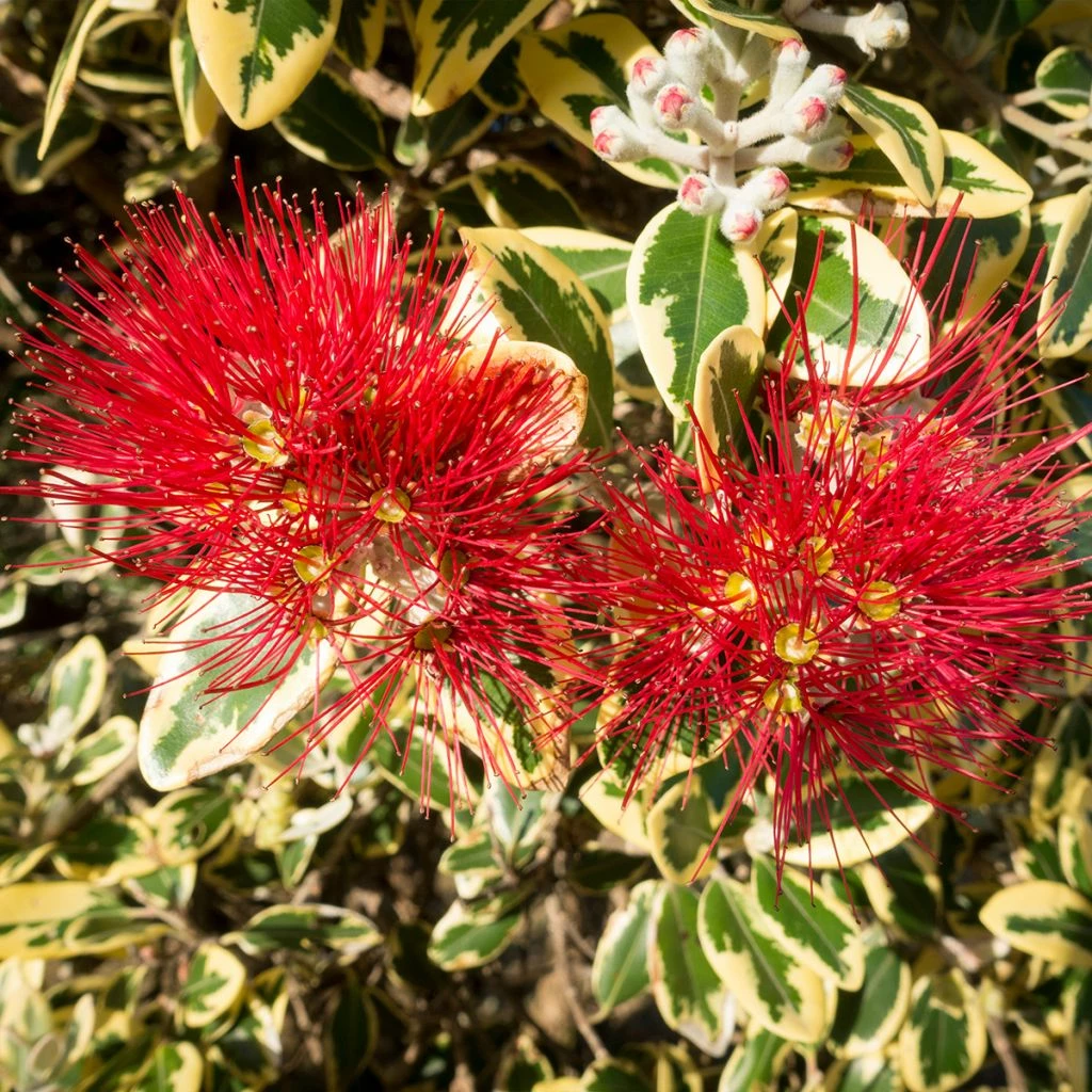 Metrosideros Excelsa Aureomarginata Ou M. Kermadecensis Variegata - Arbre De Noël De Nouvelle-Zélande 3 Metrosideros Excelsa Aureomarginata Ou M. Kermadecensis Variegata - Arbre De Noël De Nouvelle-Zélande