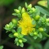 Millepertuis - Hypericum Kalmianum Cobalt-n-Gold -Promesse Fleurs Boutique Millepertuis Hypericum kalmianum Cobalt n Gold LD 1006682 1