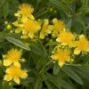 Millepertuis - Hypericum Kalmianum Sunny Boulevard 1 Millepertuis - Hypericum Kalmianum Sunny Boulevard -Promesse Fleurs Boutique Millepertuis Hypericum kalmianum Sunny Boulevard IF 1006691 1