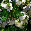 Myrtus Communis Tarentina - Myrte Commun -Promesse Fleurs Boutique Myrtus communis subsp Tarentina 82213 1