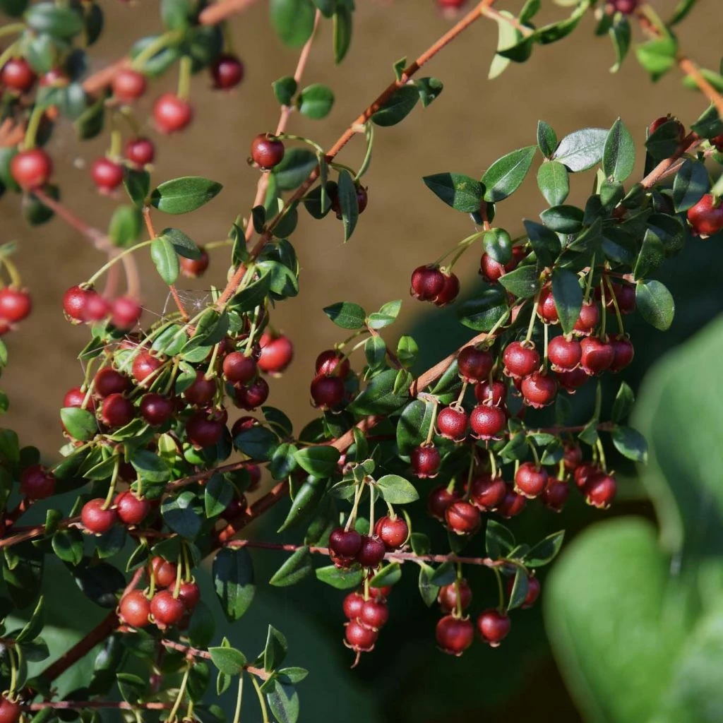 Myrtus Ugni 3 Myrtus Ugni