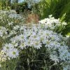 Olearia Scilloniensis -Promesse Fleurs Boutique Olearia scilloniensis 83396 1