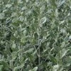 Olearia Traversii -Promesse Fleurs Boutique Olearia traversi 82216 1