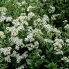 Olearia (x) Haastii - Aster En Arbre