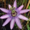 Passiflore X Lavender Lady - Fleur De La Passion 2 Passiflore X Lavender Lady - Fleur De La Passion -Promesse Fleurs Boutique Passiflora Amethyst ld HansB 681330 1