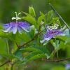 Passiflora Incarnata - Passiflore Officinale -Promesse Fleurs Boutique Passiflora incarnata 85078 1