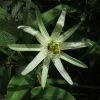 Passiflora Mucronata - Fleur De La Passion -Promesse Fleurs Boutique Passiflora mucronata 87021 1