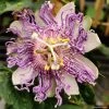 Passiflore Eia Popeia - Passiflora (x) Incarnata -Promesse Fleurs Boutique Passiflore Eia Poppeia IF 17377 1