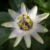 Passiflore, Fleur De La Passion - Passiflora Caerulea Clear Sky -Promesse Fleurs Boutique Passiflore Fleur de la passion Passiflora caerulea Clear Sky copyright 1009182 1