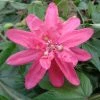 Passiflore Insignis Pink Passion - Fleur De La Passion 1 Passiflore Insignis Pink Passion - Fleur De La Passion -Promesse Fleurs Boutique Passiflore insignis Pink Passion 681331 1