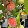 Pêcher Nain Fruit Me Peach Me Red 2 Pêcher Nain Fruit Me Peach Me Red -Promesse Fleurs Boutique Pecher nain Fruit me Peach me Red IF 16269 1