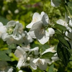 Seringat Des Jardins - Philadelphus Innocence