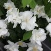 Seringat Blanc - Philadelphus Natchez -Promesse Fleurs Boutique Philadelphus Natchez 84193 1