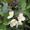 Seringat Des Jardins - Philadelphus Starbright 1 Seringat Des Jardins - Philadelphus Starbright -Promesse Fleurs Boutique Philadelphus Starbright 9714 1
