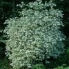 Seringat Des Jardins - Philadelphus Coronarius Variegatus -Promesse Fleurs Boutique Philadelphus coronarius Variegatus 781845 1