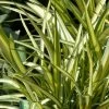 Phormium Cream Delight - Lin Des Montagnes. -Promesse Fleurs Boutique Phormium Cream Delight 83414 1