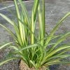 Phormium Golden Ray - Lin De Nouvelle-Zélande -Promesse Fleurs Boutique Phormium Golden Ray 83419 1