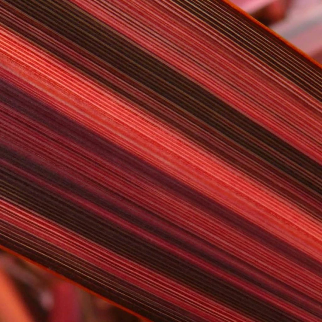 Phormium Margaret Jones - Lin De Nouvelle-Zélande 3 Phormium Margaret Jones - Lin De Nouvelle-Zélande