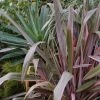 Phormium Pink Stripe - Lin De Nouvelle-Zélande 1 Phormium Pink Stripe - Lin De Nouvelle-Zélande -Promesse Fleurs Boutique Phormium Pink Stripe 83514 1