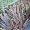Phormium Rainbow Queen - Lin De Nouvelle-Zélande -Promesse Fleurs Boutique Phormium Rainbow Queen 82779 1